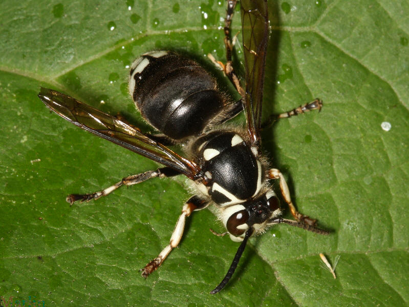 North Forty Pest Control Co. Insect Asides Potential Record Yellow